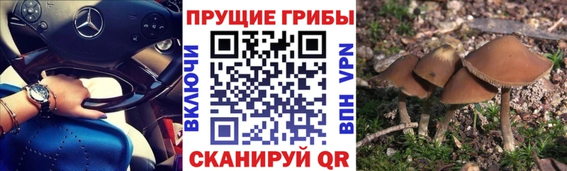 Галлюциногенные грибы ЛСД  Сельцо 